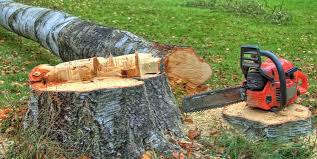 Best Tree Maintenance Programs  in Pinole, CA