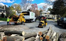 How Our Tree Care Process Works  in  Pinole, CA