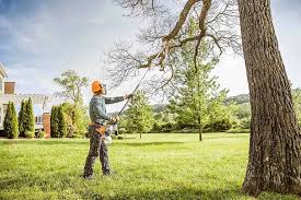 Best Tree Cabling and Bracing  in Pinole, CA