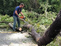 Best Emergency Tree Removal  in Pinole, CA