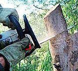Best Root Management and Removal  in Pinole, CA