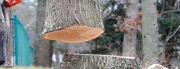 Best Tree Trimming and Pruning  in Pinole, CA