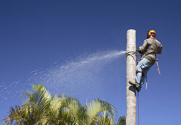 Best Grass Overseeding  in Pinole, CA