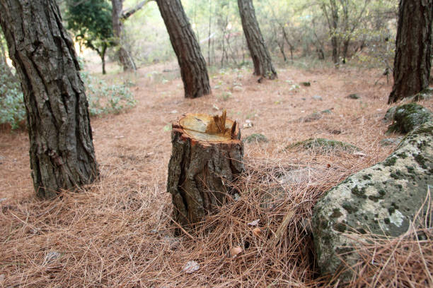 Best Tree Health Inspection  in Pinole, CA