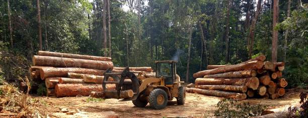 Best Hazardous Tree Removal  in Pinole, CA