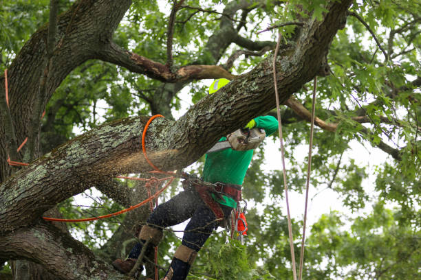 Best Seasonal Cleanup (Spring/Fall)  in Pinole, CA