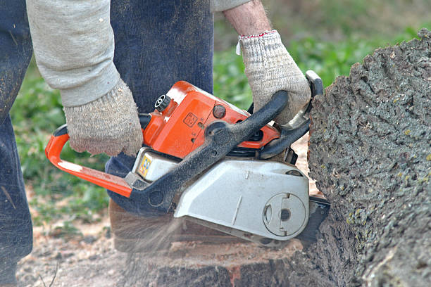 Best Pest Control for Lawns  in Pinole, CA