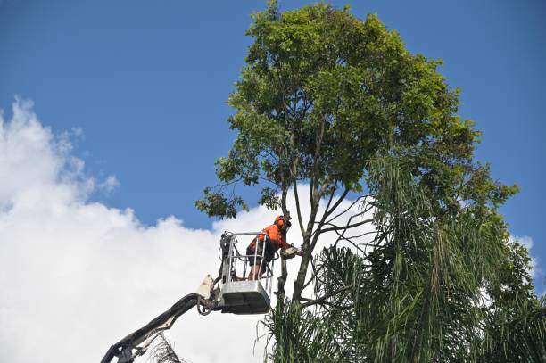 Trusted Pinole, CA Tree Care Experts