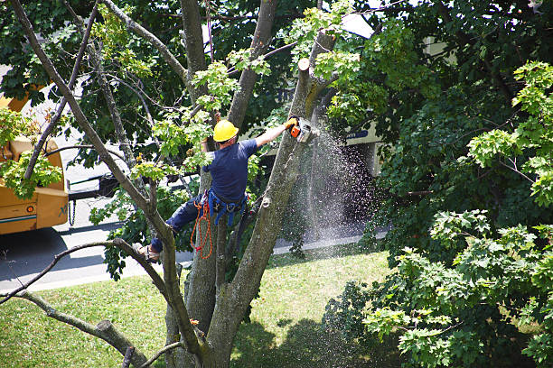 Best Lawn Watering Services  in Pinole, CA