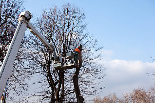 Best Tree Removal  in Pinole, CA