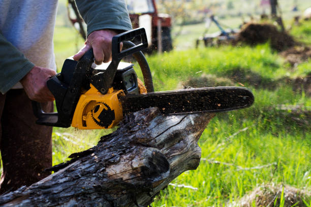 Best Lawn Disease Treatment  in Pinole, CA